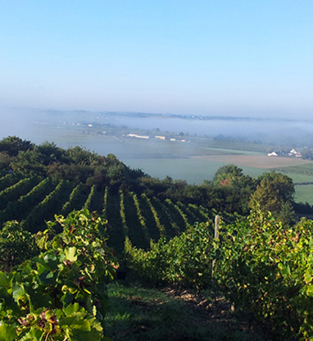 Domaine Patrick Baudouin
