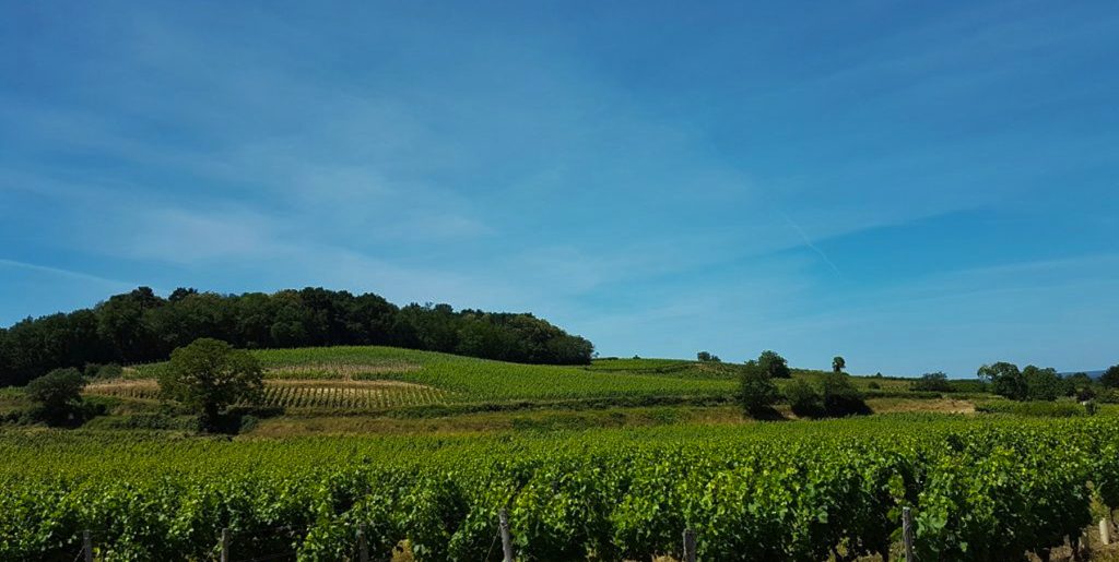 Domaine Patrick Baudouin