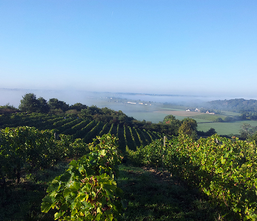 Domaine Patrick Baudouin