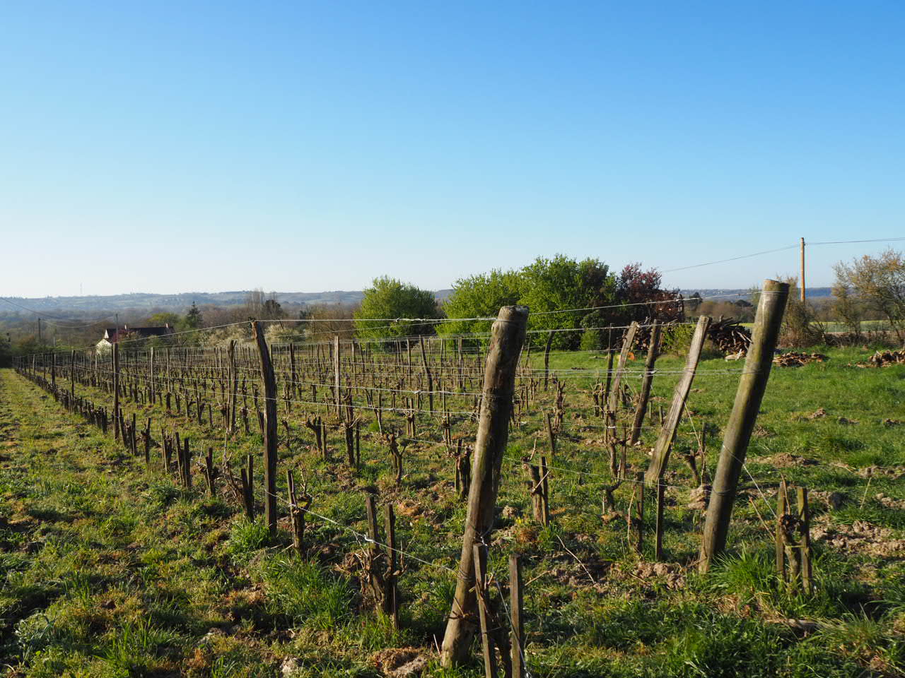 Savennières